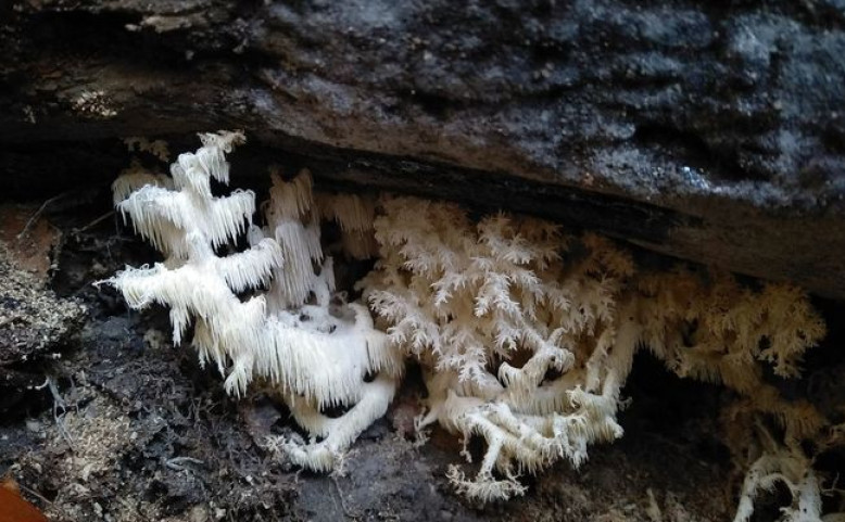 OBSAZENO: Prahou za přírodou: Za houbami Obory Hvězda