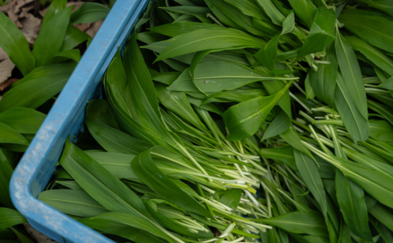 VELIKONOCE V LES MOULES