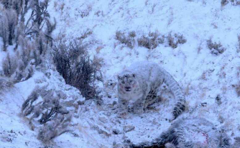 PRO DĚTI | Sněžný levhart