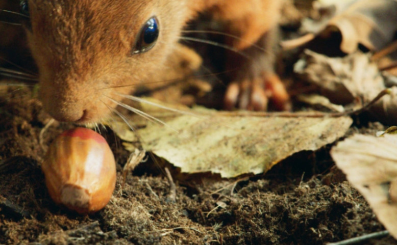PRO DĚTI | Srdce dubu
