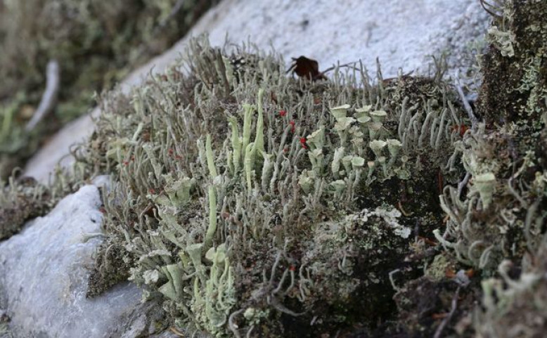 Prahou za přírodou: Lišejníky Divoké Šárky