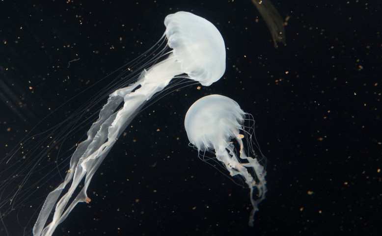 Svět medúz - první otevřený den