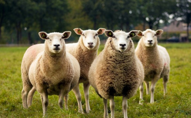 Ovcí se nerodíš, ovcí se stáváš.