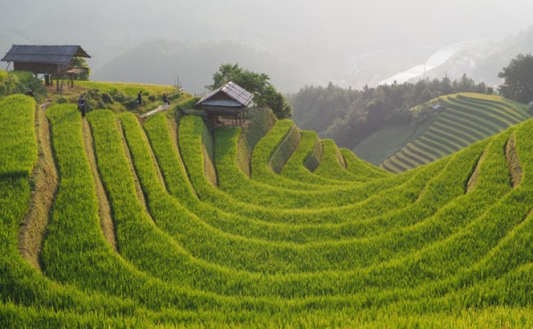 Pěstování rýže ve Vietnamu