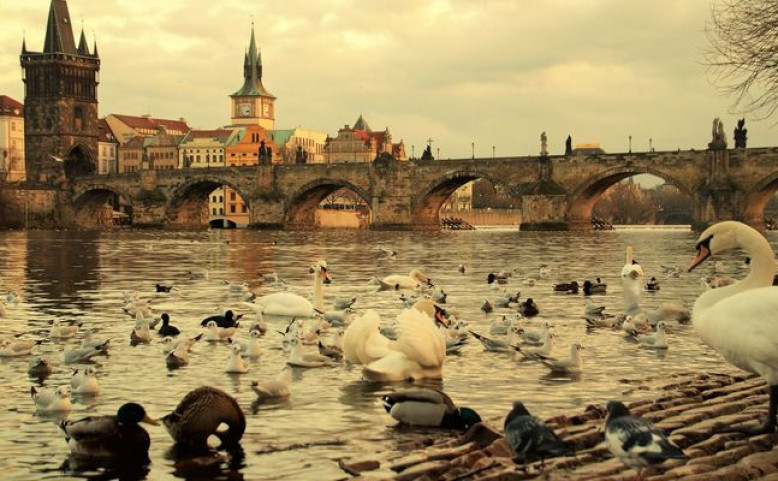 Prahou za přírodou: Za zimujícími obyvateli Vltavy