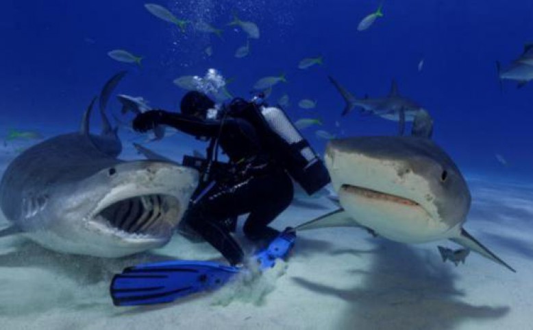 Žraloci na dotek podruhé