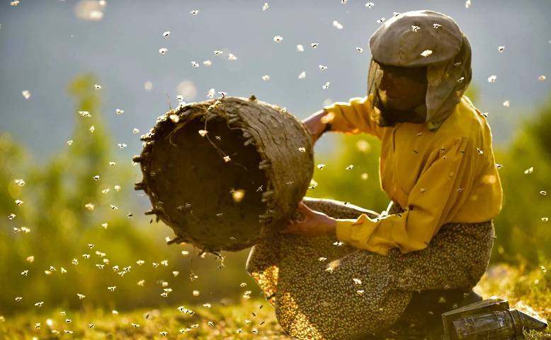 Země medu - online projekce