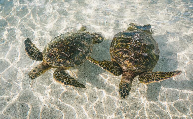 Jaké to je zachraňovat mořské želvy na druhém konci světa? - online