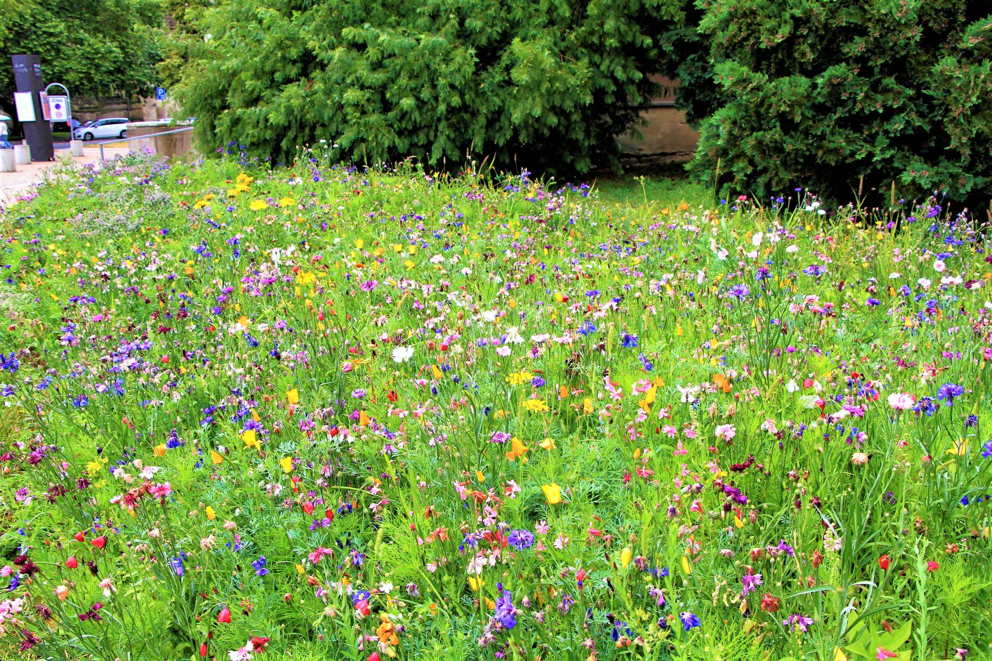 Webinář: Modrozelená infrastruktura pro města - online