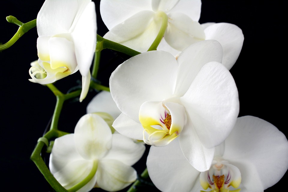 Jak orchideje lákají opylovače - online přednáška