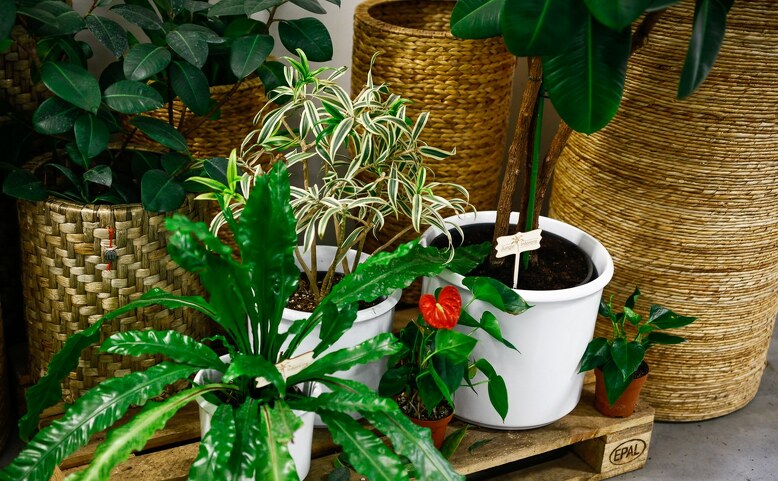 Plants 2nd Chance Bazaar - online bazar