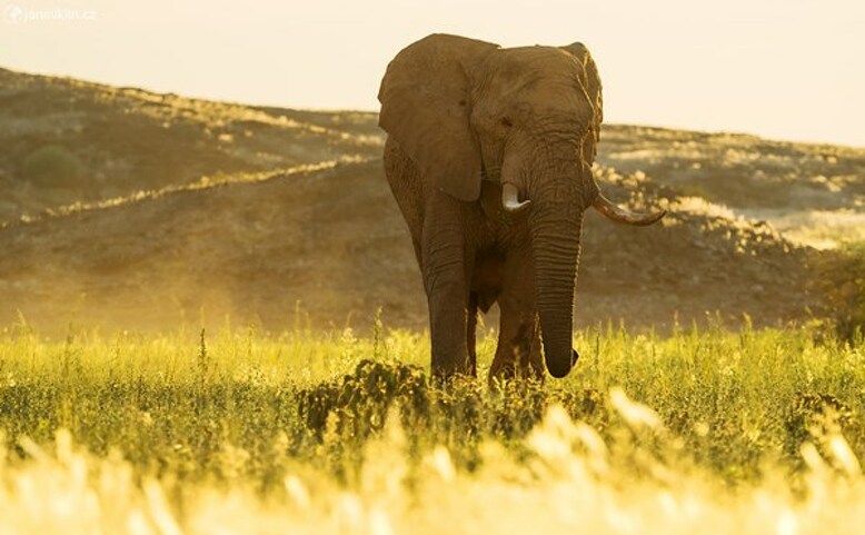 ONLINE: Divoká zvířata a krajina Namibie