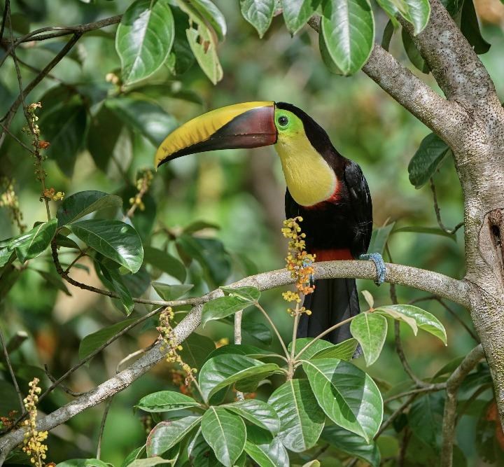 ONLINE: Kostarika - skryté kouty exotického ráje
