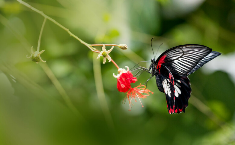 Motýli - jedovatá krása