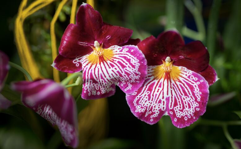 Orchideje – Miniatury a giganti  Ekvádoru