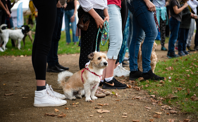 Vyšehradský voříšek