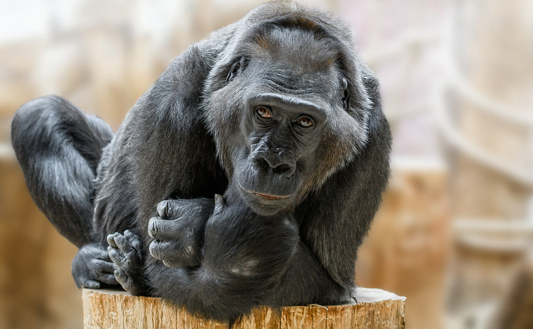 Gorilí samice Kamba oslaví 50 let