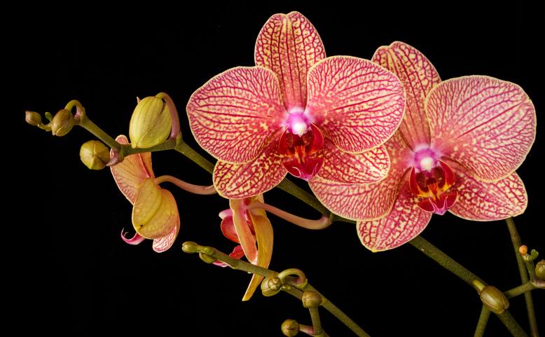 Orchideje šesti světadílů - prodejní výstava