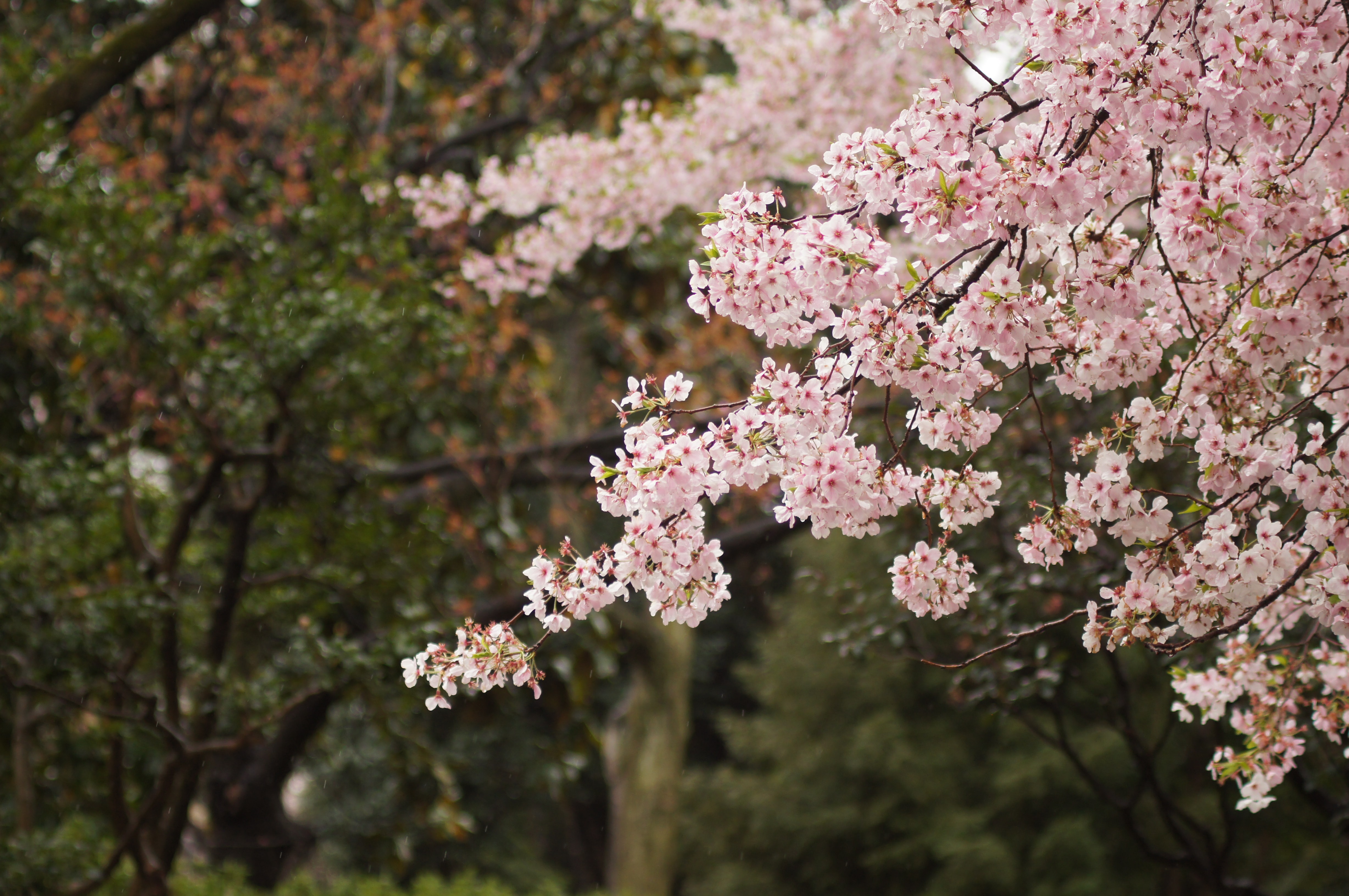 Hanami: svátek rozkvetlých sakur