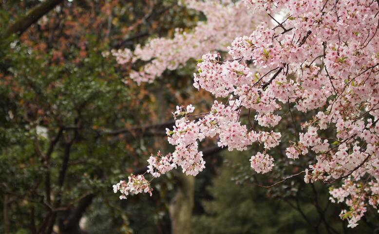 Hanami: svátek rozkvetlých sakur