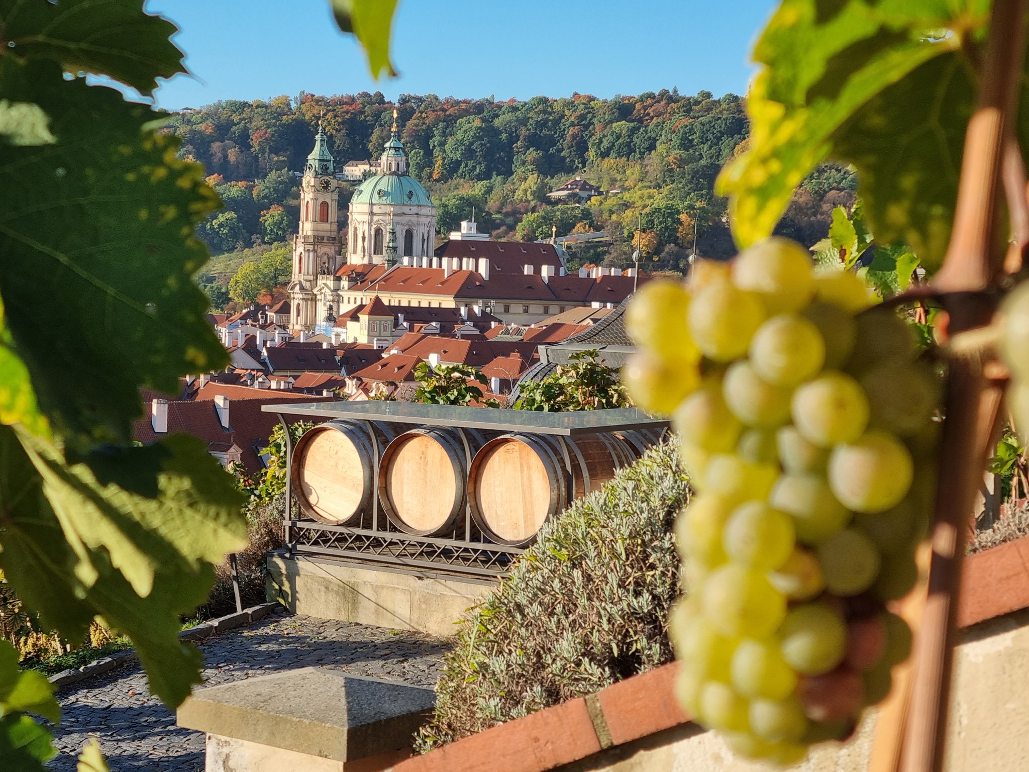 Svatováclavské vinobraní