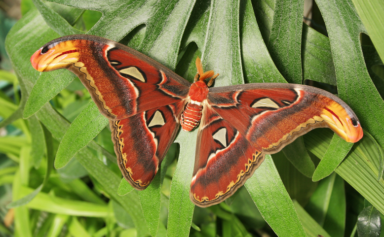 Výstava motýlů: Kouzlo proměny
