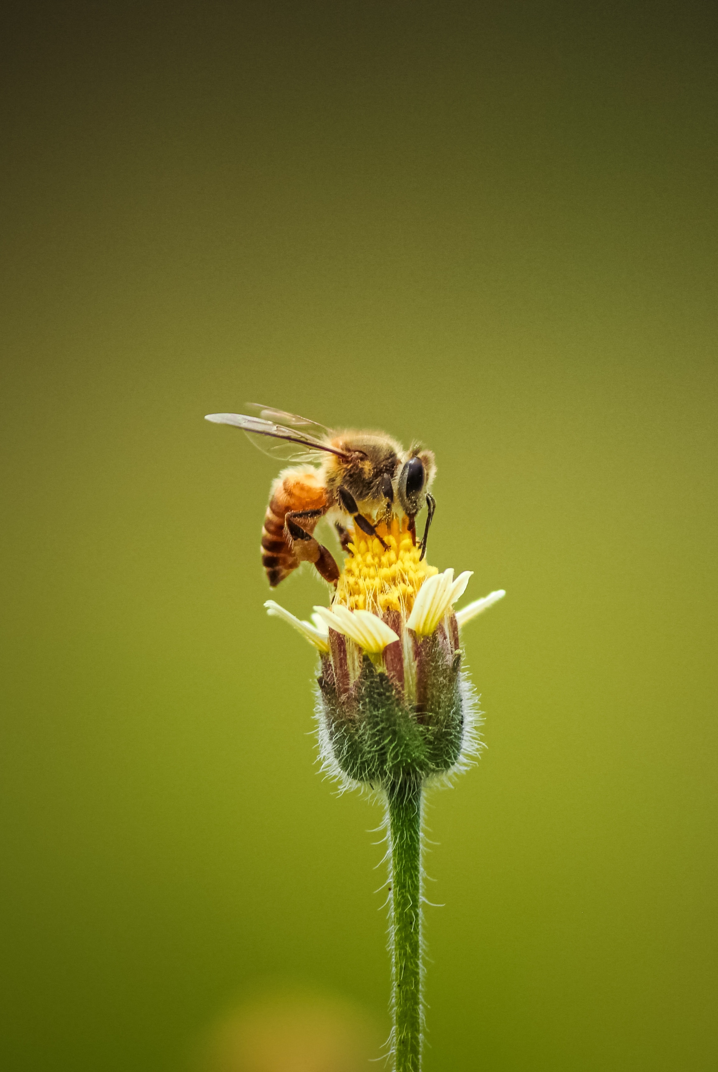 Královny medu zblízka - fotografická a interaktivní výstava včel