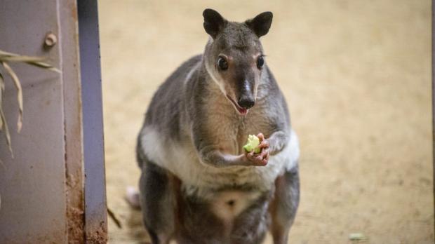 Komentovaná krmení v Zoo Praha