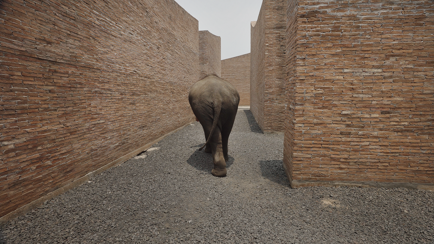 Big Ears Listen With Feet - projekce