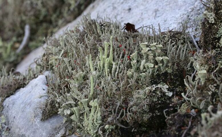 OBSAZENO:Prahou za přírodou: Za lišejníky Divoké Šárky