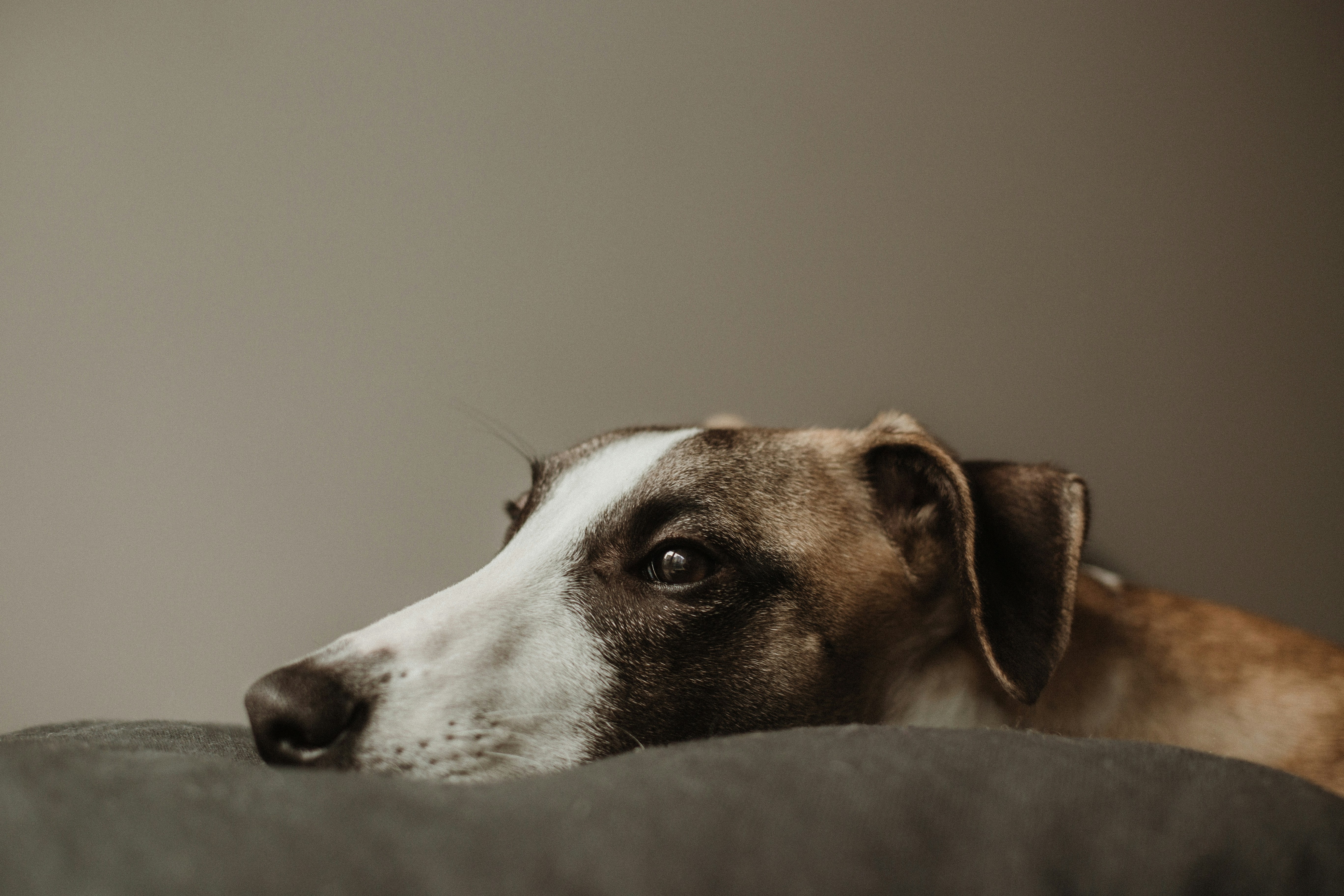 Adopt A Shelterd Dog Day