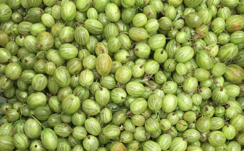 Angreštová zmrzlina. Musíte ochutnat!