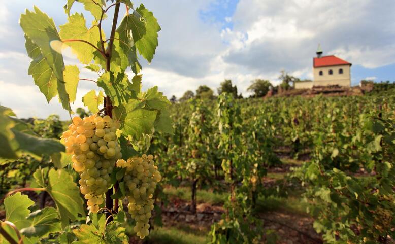 ZRUŠENO: Vinobraní na Vinici sv. Kláry