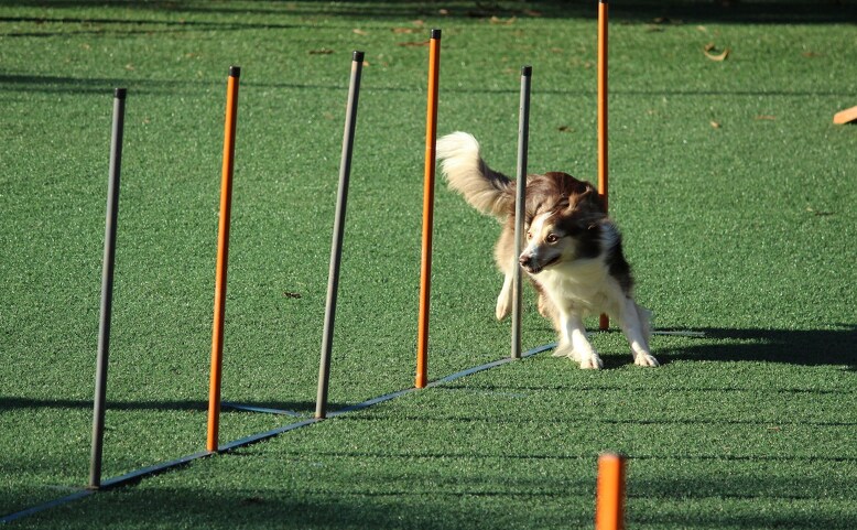 Prague Agility Party