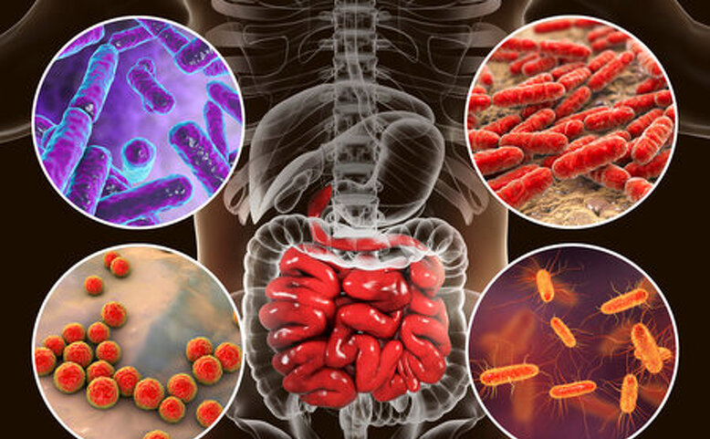 Význam transplantace stolice v dnešní medicíně