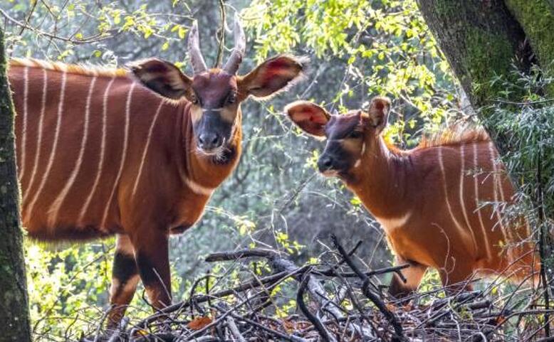Oslava Světového dne bongů