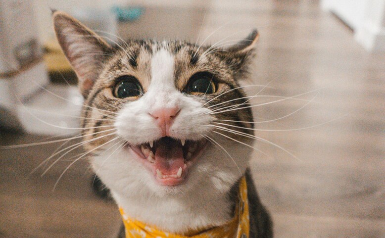 Br divadlo: Vilík a čarodějnice - pro děti