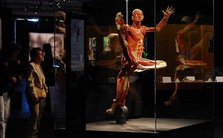 Body Worlds – tělo v pohybu | Výstava