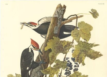 O vzácných tiscích Městské knihovny v Praze