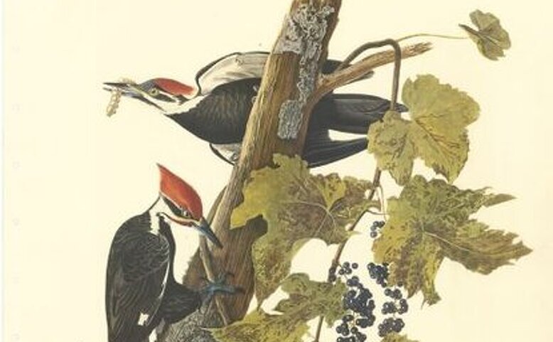 O vzácných tiscích Městské knihovny v Praze