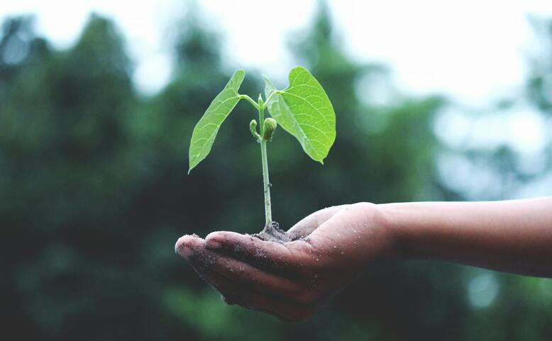 Veggie Christmas a Plant-based 2025