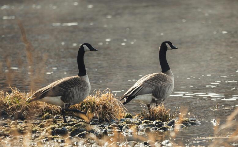 Ornitologická vycházka na zimoviště vodních ptáků
