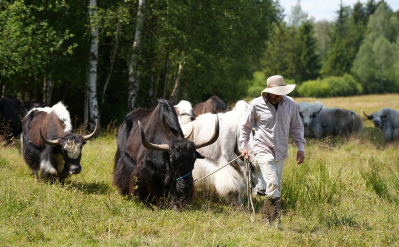 Pastevcem v Českém lese