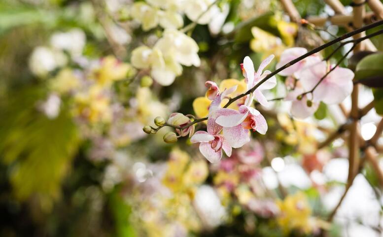 Orchideje: Cesty objevitelů – Výstava orchidejí s prodejem rostlin