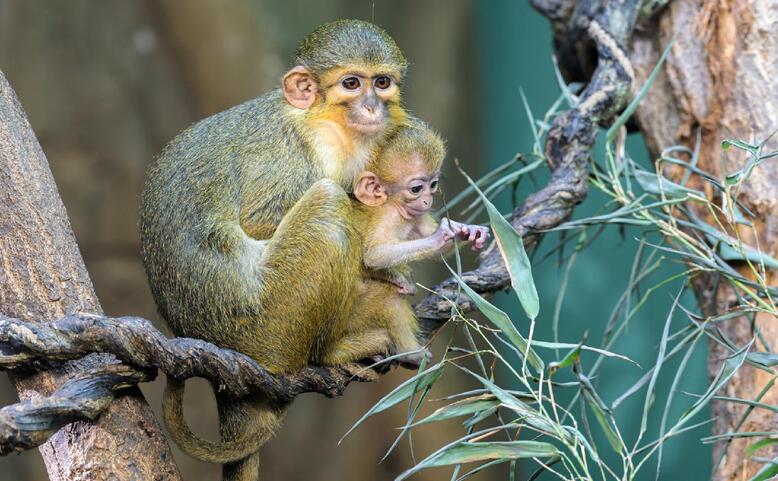 Slavnostní zahájení 95. sezóny