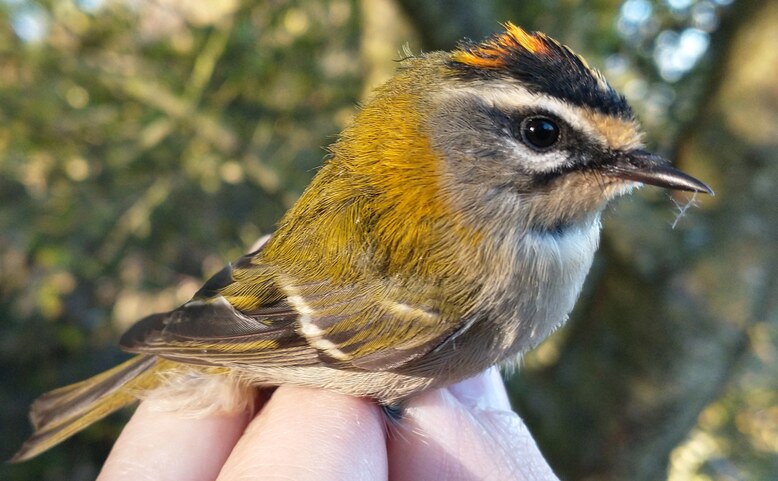 Tajemná obora Hvězda 1: plazi, obojživelníci a ptáci