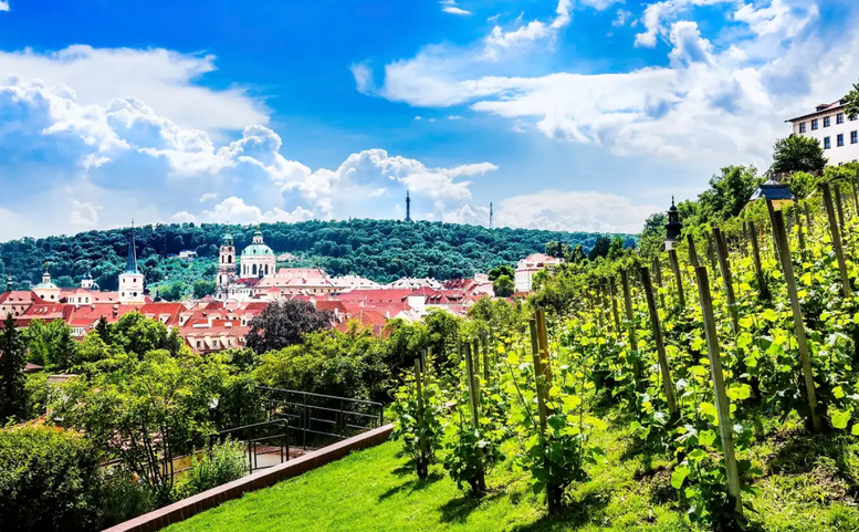 Pražské vinice