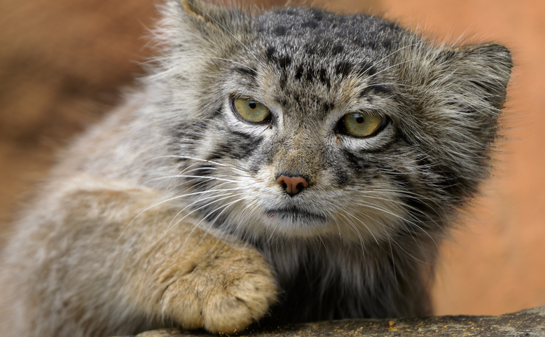 Prázdninová večerní zoo za stovku