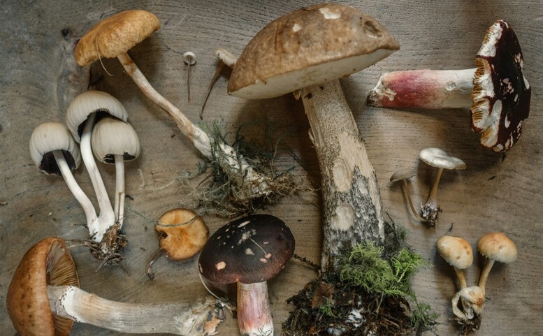 Czech Fungi Fest 2026 - houbařský festival