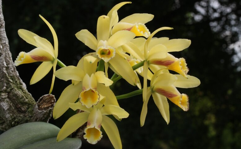 ZAVŘENO: Extrémní orchideje: Miniatury a obři